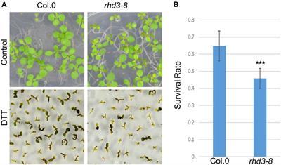 ROOT HAIR DEFECTIVE3 Is a Receptor for Selective Autophagy of the Endoplasmic Reticulum in Arabidopsis